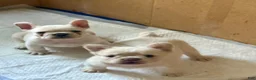French Bulldog dogs for sale: French Bulldog 1 - Ad 1