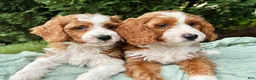 Mini Goldendoodle dogs for sale: Wallen - Ad 2