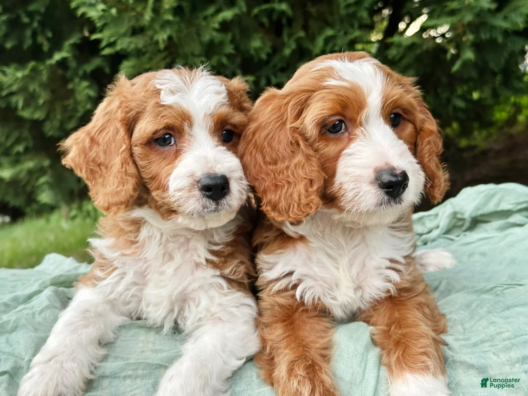 Mini Goldendoodle dogs for sale: Wallen - Ad 2