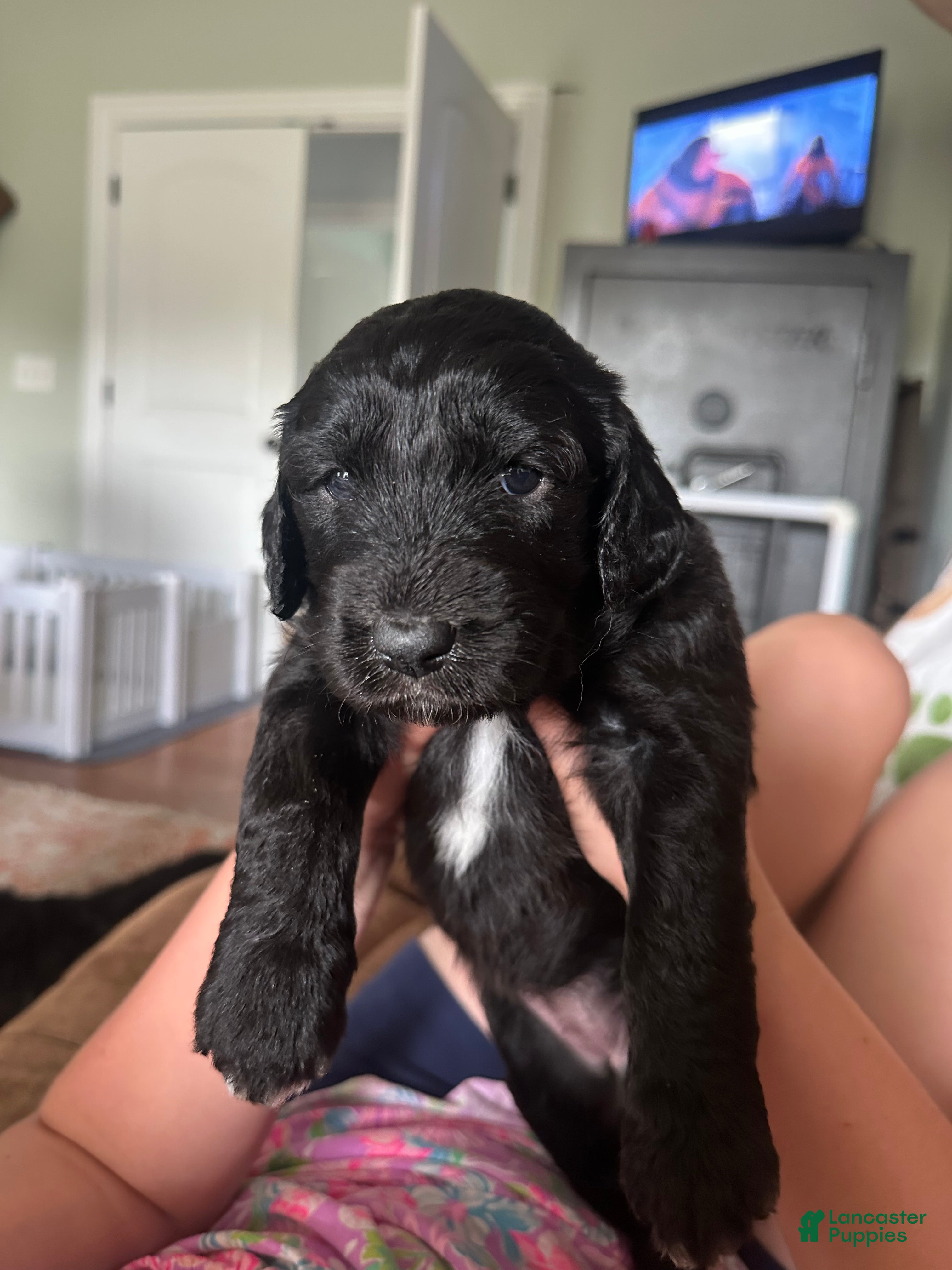 Aussiedoodle dogs Aussiedoodle Puppy 3 - Ad 24