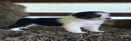 Australian Shepherd dogs for sale: Bella - Ad 4