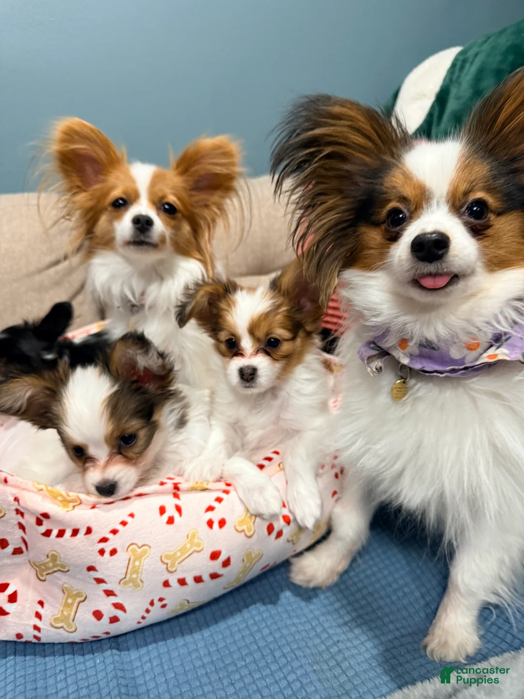 Papillon dogs for sale: Ember - Ad 11