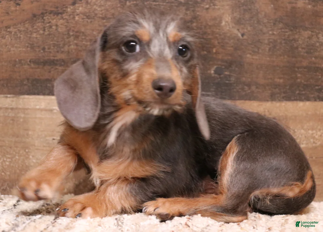 Miniature Dachshund dogs for sale: Wynnie blue/tan wirehair - Ad 1