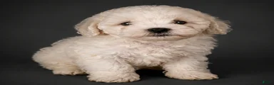 Shihpoo Puppy 1