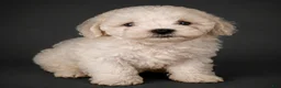 Shihpoo dogs for sale: Shihpoo Puppy 1 - Ad 1