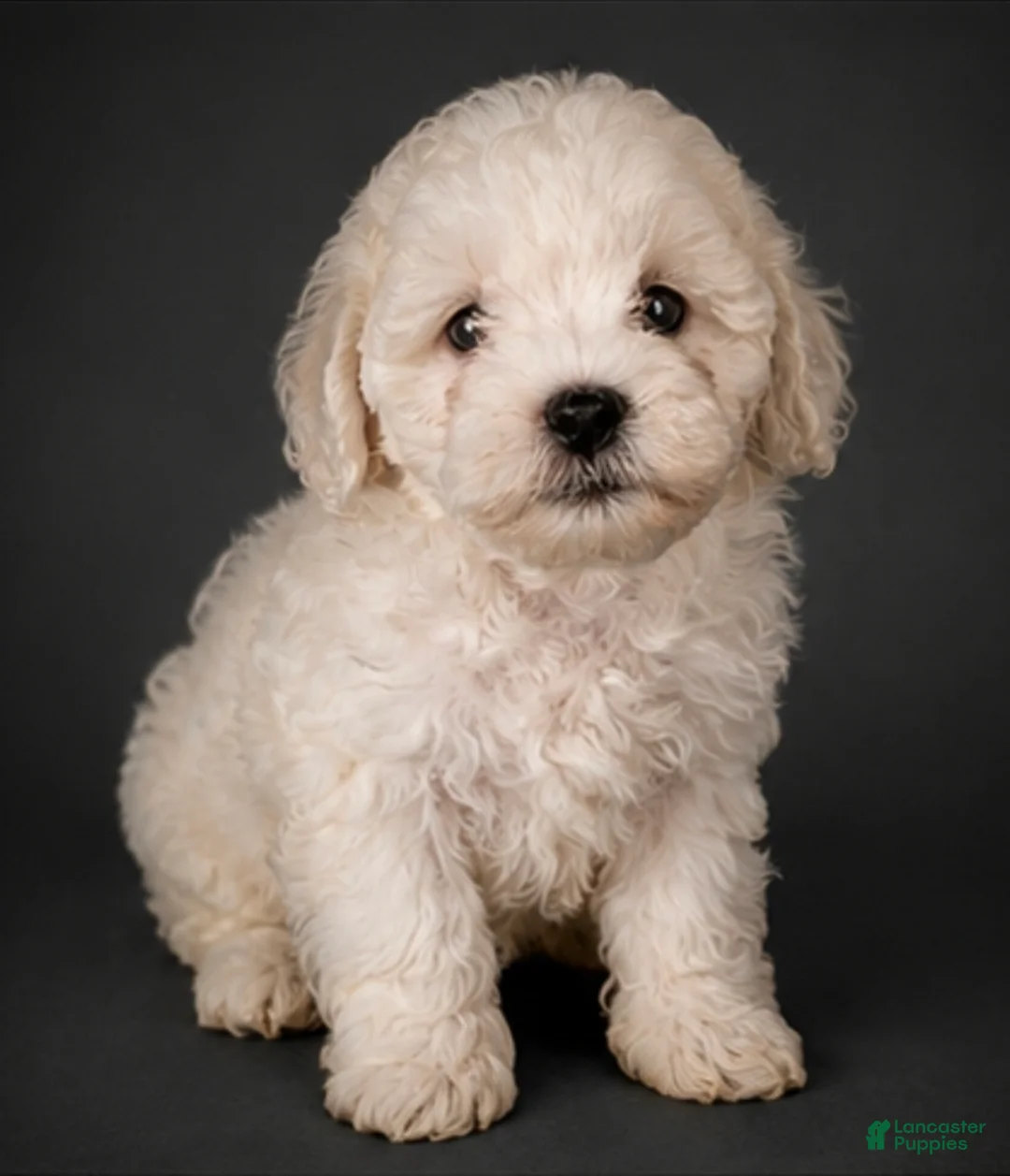 Shihpoo dogs for sale: Shihpoo Puppy 1 - Ad 1