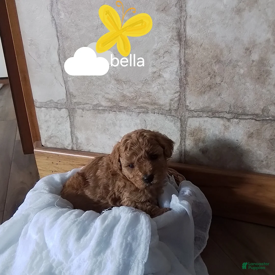 Toy Poodle dogs for sale: Bella - House Raised - Ad 4