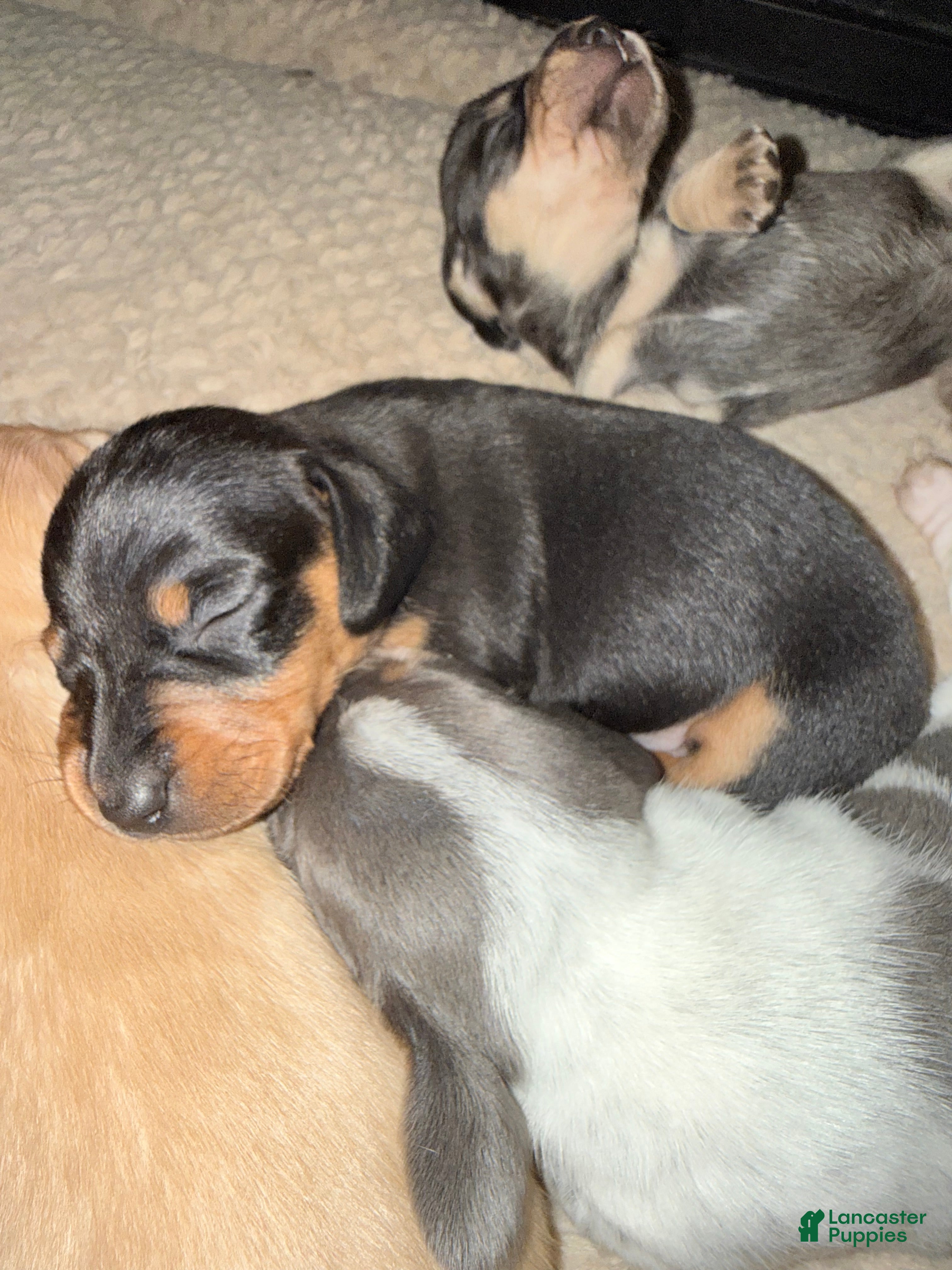 Dachshund dogs Dachshund Puppy 4 - Ad 11