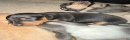 Dachshund dogs for sale: Dachshund Puppy 4 - Ad 1