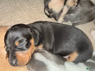 Dachshund dogs Dachshund Puppy 4 - Ad 14