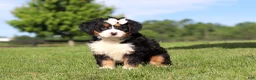 Mini Bernedoodle dogs for sale: Waffle - Ad 5