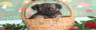 Tiny