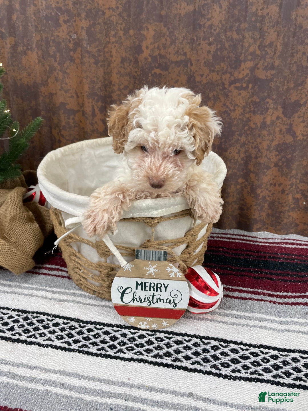 Miniature Poodle dogs for sale: Shenzie - Ad 5