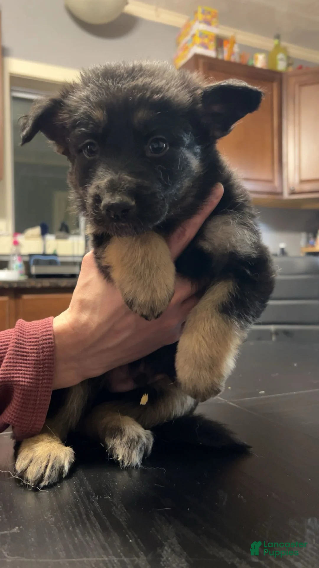 German Shepherd dogs for sale: German Shepherd Puppy 7 - Ad 1