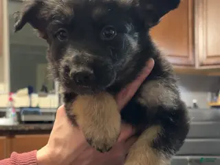 German Shepherd dogs German Shepherd Puppy 7 - Ad 7