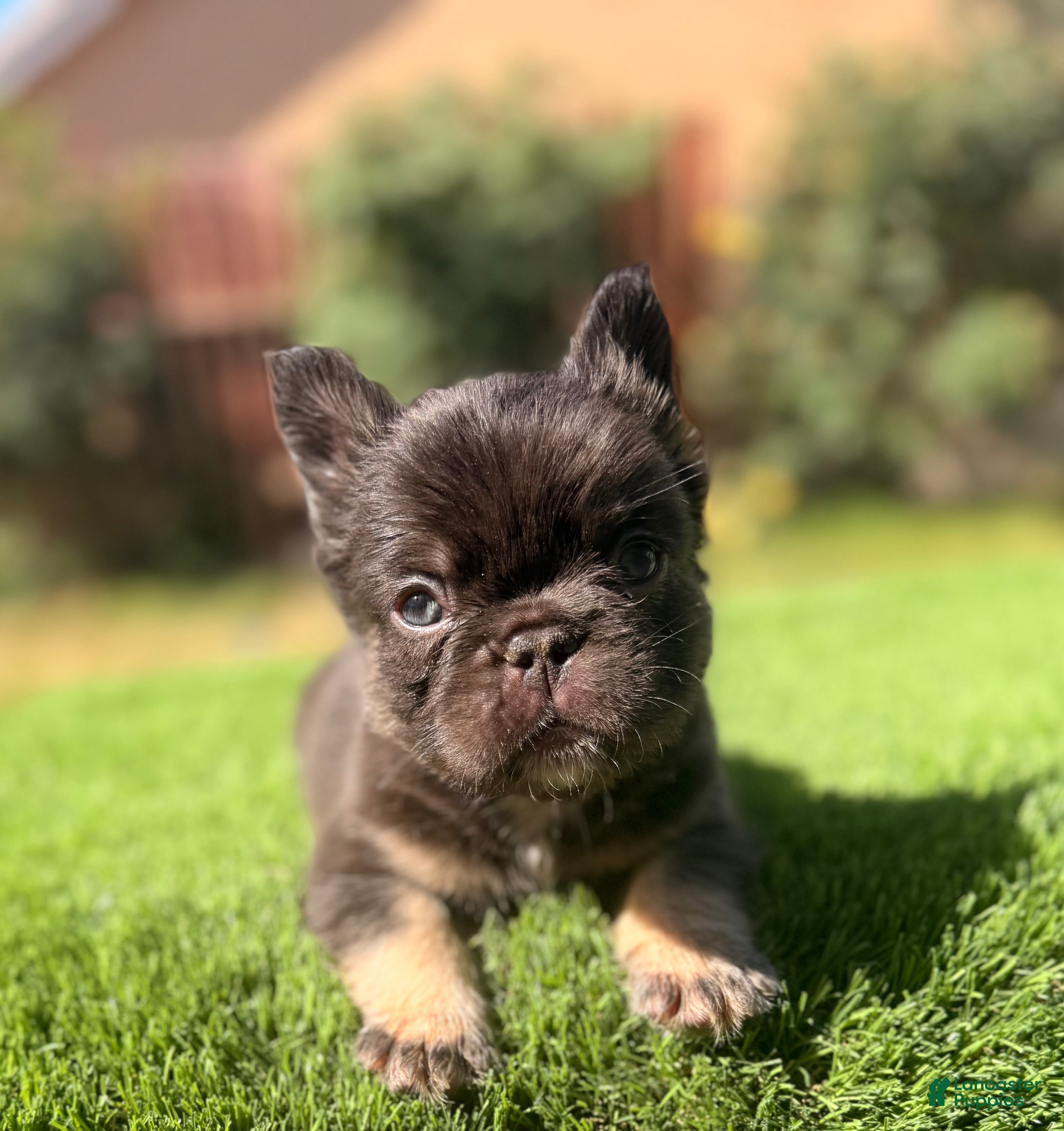 French Bulldog dogs for sale: French Bulldog Puppy 2 - Ad 3