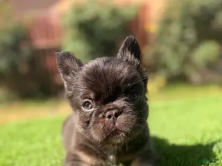 French Bulldog dogs for sale: French Bulldog Puppy 2 - Ad 3