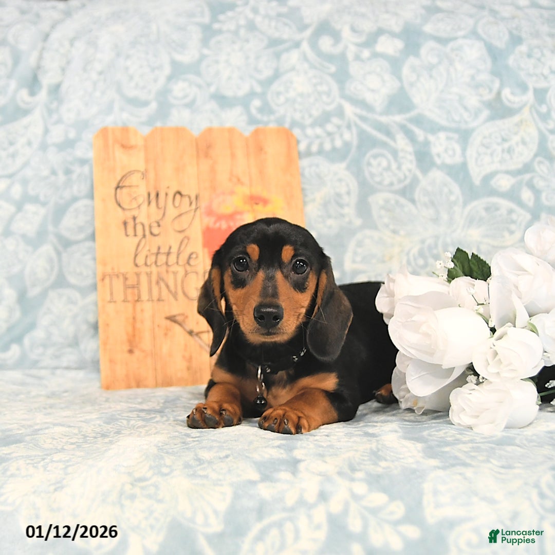Miniature Dachshund dogs for sale: Paige - Ad 3