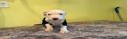 American Pit Bull Terrier dogs for sale: American Pit Bull Terrier 1 - Ad 5