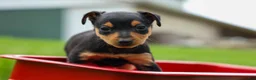 Miniature Pinscher dogs for sale: ALEX - Ad 6