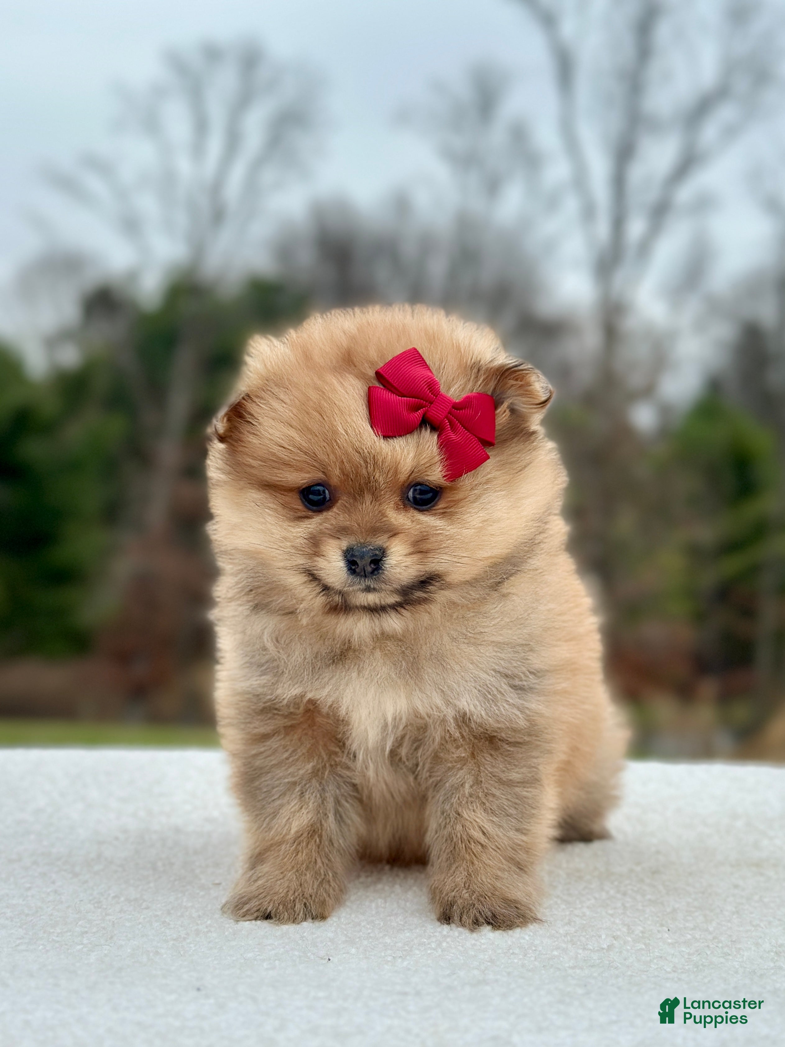 Pomeranian dogs Bailey - Ad 1