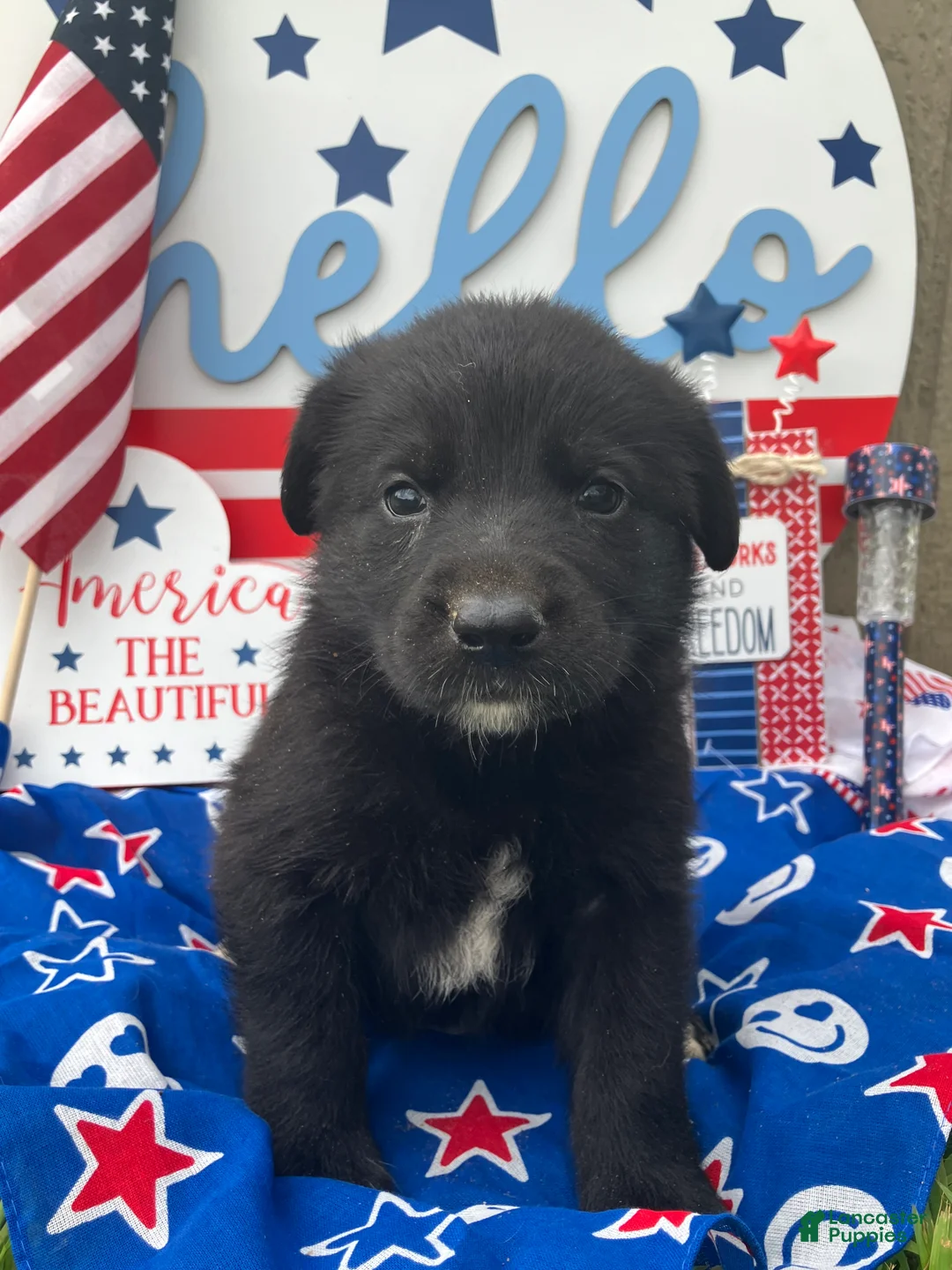 Mixed Breed dogs for sale: Navy  - Ad 2