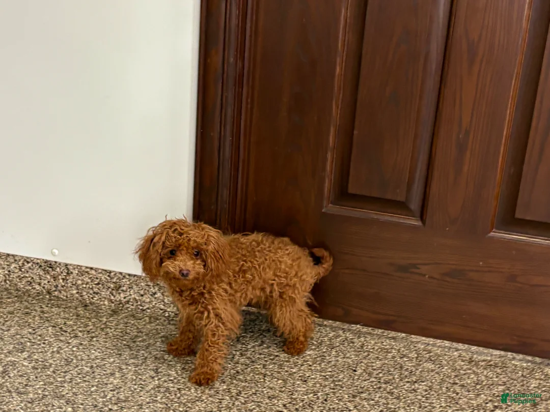 Maltipoo dogs for sale: Tiny Red  - Ad 1