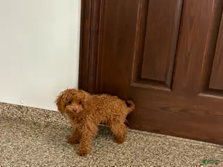 Maltipoo dogs Tiny Red - Ad 35