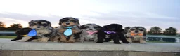 Mini Bernedoodle dogs for sale: Mini Baxter - Ad 15