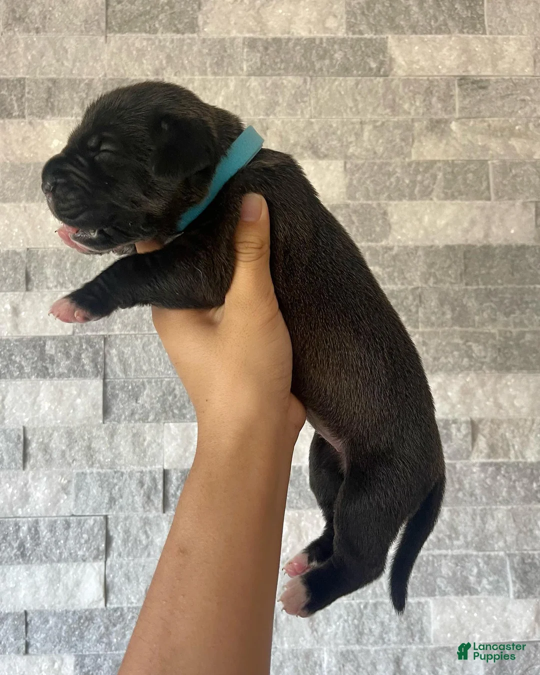 Cane Corso dogs for sale: Sentinel & Soul Stoli: North American Mastiff-Black - Ad 2