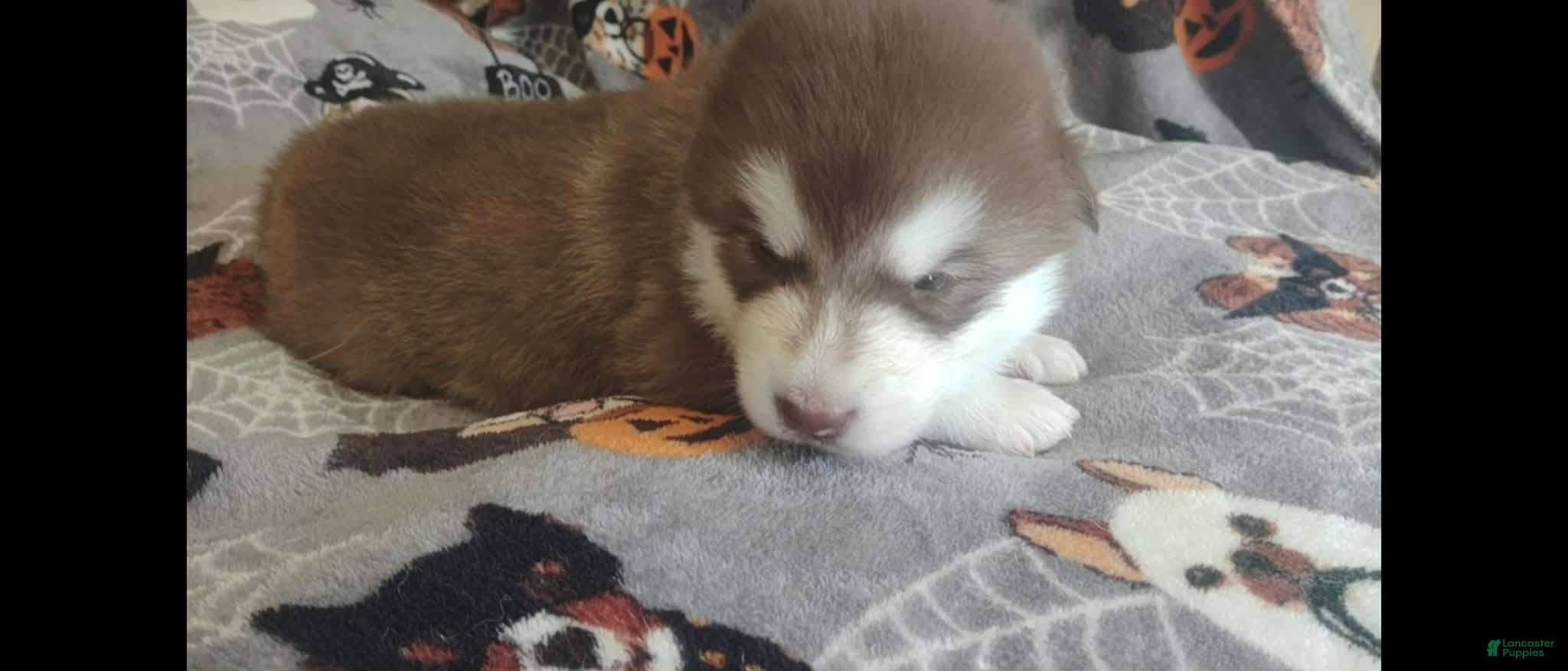 Alaskan Malamute dogs Meet Jinx, she is an akc Alaskan Malamute female. Red and white. She is looking for some to cuddle with her - Ad 2