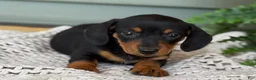 Miniature Dachshund dogs for sale: Lily - Ad 6