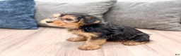 Yorkshire Terrier dogs for sale: Elvis - Ad 4