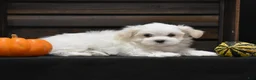 Maltese dogs for sale: Milo - Ad 6