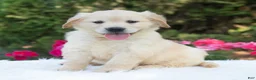 Golden Retriever dogs for sale: Bluebelle  - Ad 5