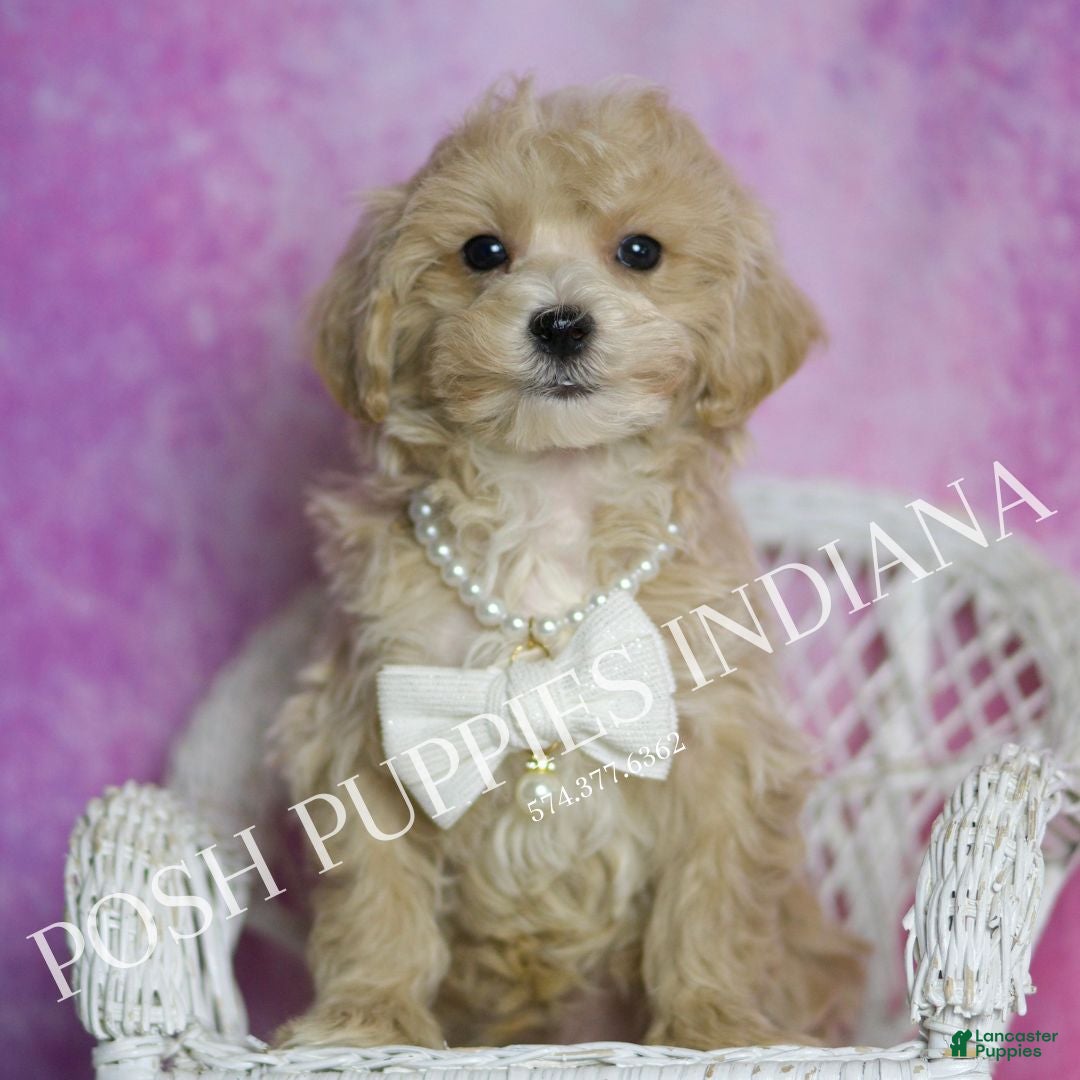 Maltipoo dogs for sale: Jeremy - Ad 6