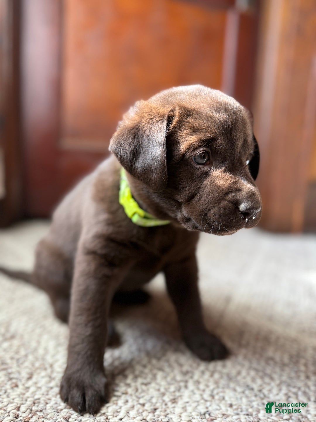 Labrador Retriever dogs for sale: Labrador Retriever JACKIE - Ad 2
