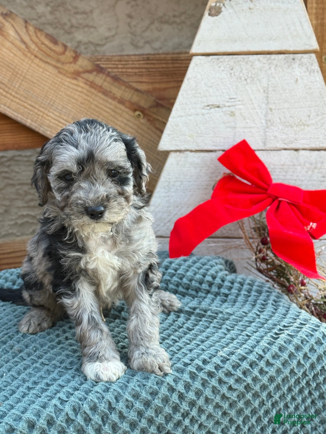 Bichpoo dogs for sale: Alvin - Ad 1