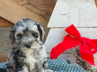 Bichpoo dogs Alvin - Ad 42