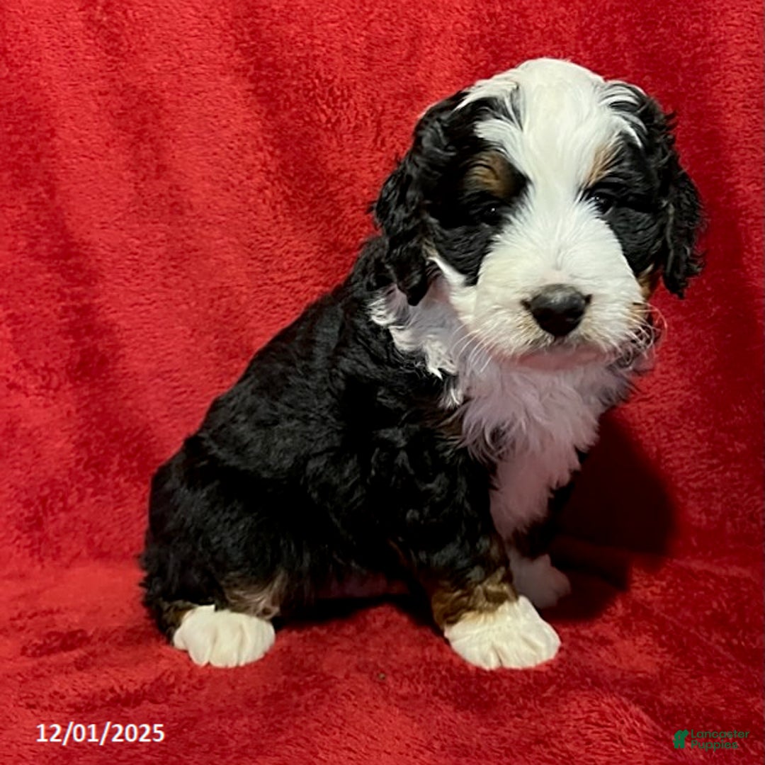 Mini Bernedoodle dogs for sale: Gunner - Ad 1