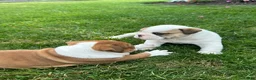 English Bulldog dogs for sale: Bella - Ad 5
