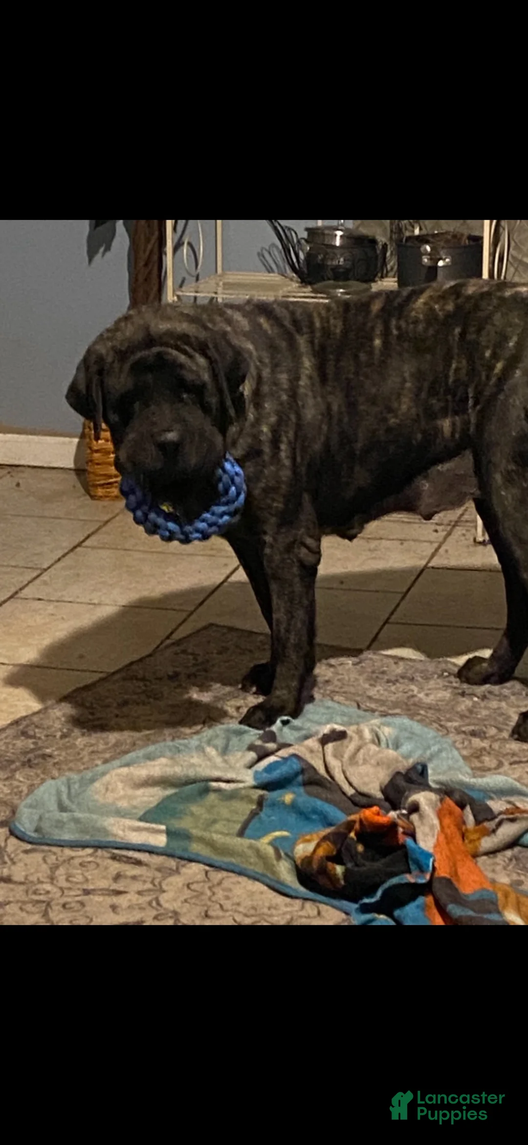 English Mastiff dogs for sale: English Mastiff 3 - Ad 2