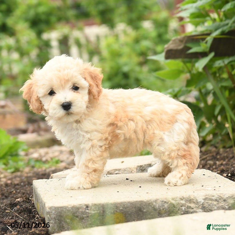 Bichpoo dogs Violet - Ad 2