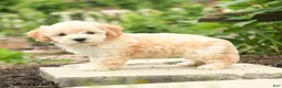 Bichpoo dogs for sale: Violet - Ad 2