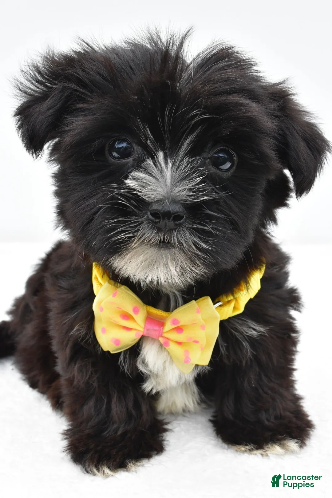 Morkie dogs for sale: Walker - Ad 1