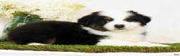 Miniature Australian Shepherd dogs for sale: Pluto - Ad 5