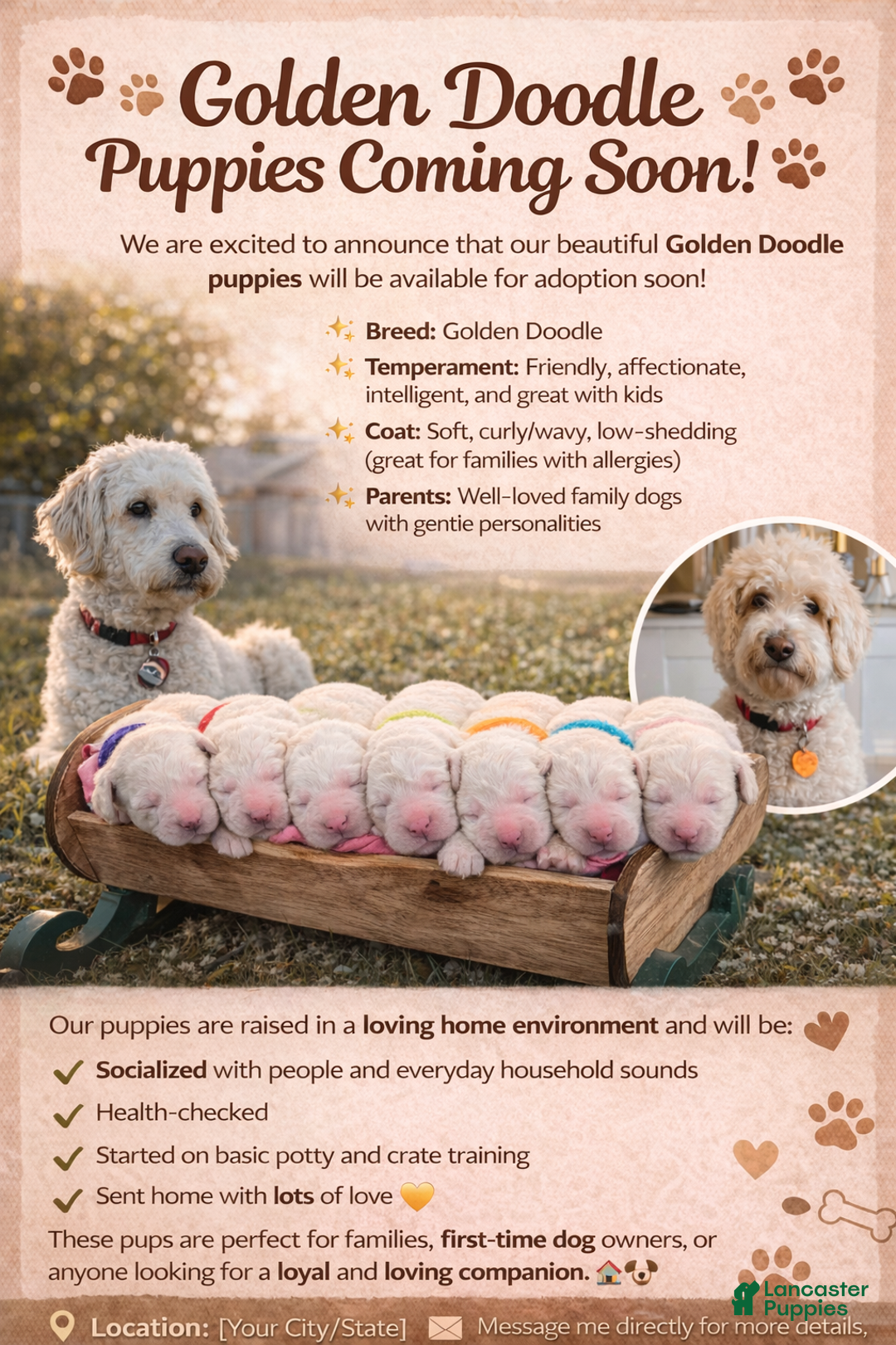 Goldendoodle dogs for sale: Snowy - Ad 3