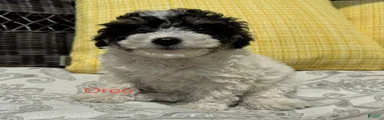 Oreo