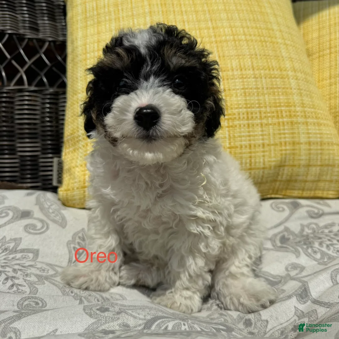 Toy Poodle dogs for sale: Oreo - Ad 1