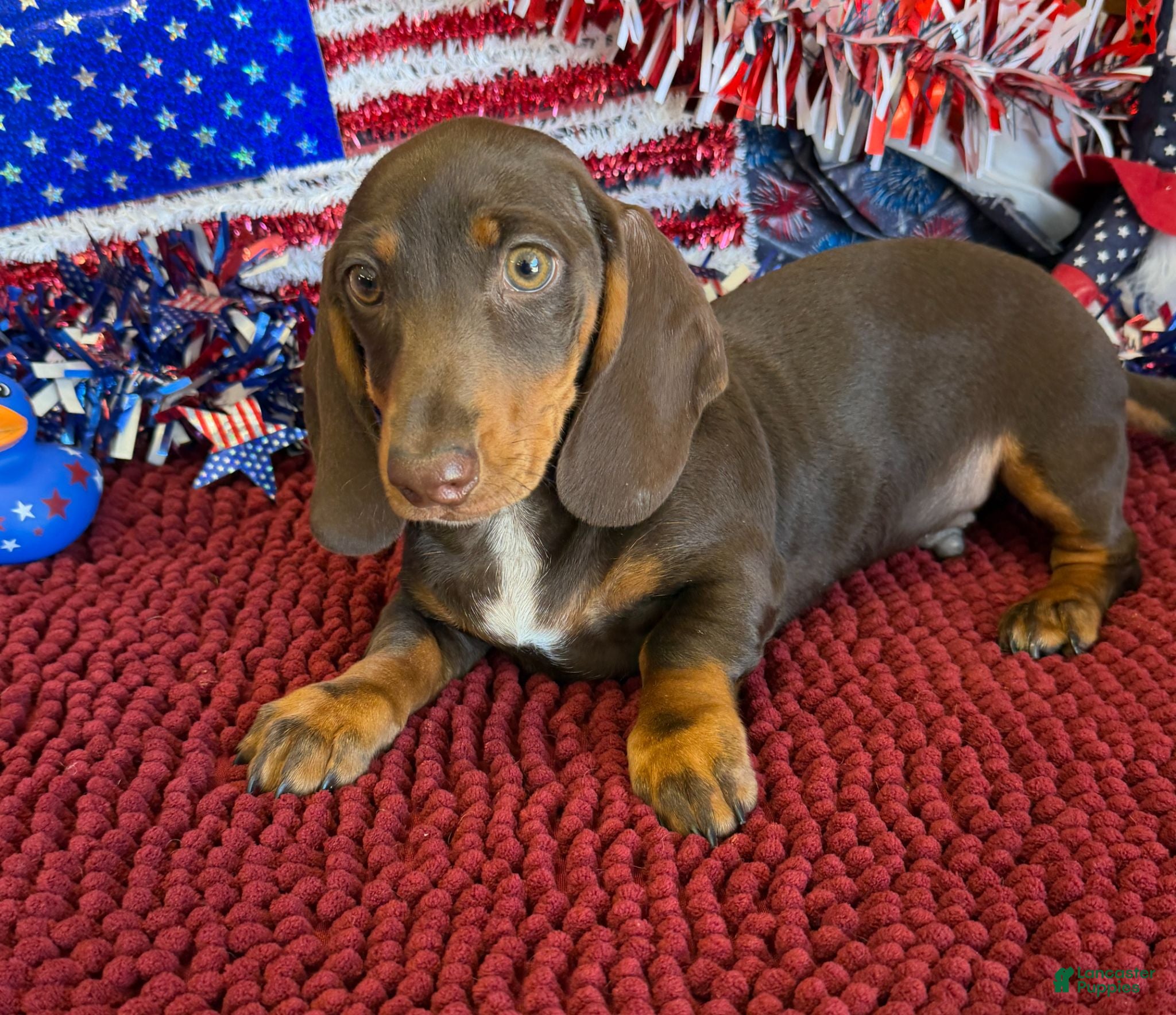 Miniature Dachshund dogs Bucky - Ad 41